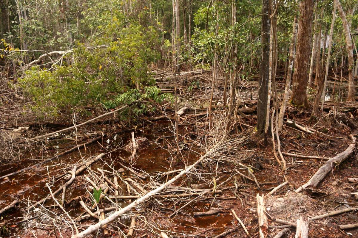 As commodity demand continues to drive deforestation globally, Indonesia's taking a new tack with an early warning system to track deforestation.