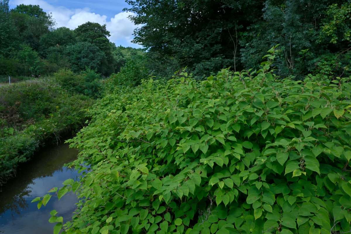 Japanese knotweed, sometimes referred to as Godzilla weed, is one of the most tenacious invasive plant species around.