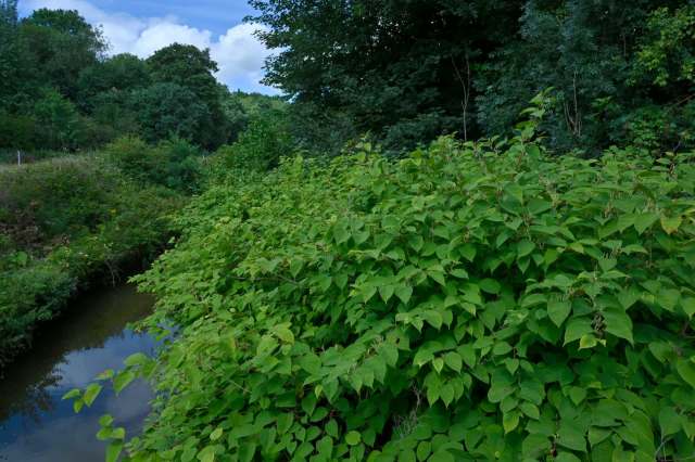 Japanese knotweed, sometimes referred to as Godzilla weed, is one of the most tenacious invasive plant species around.