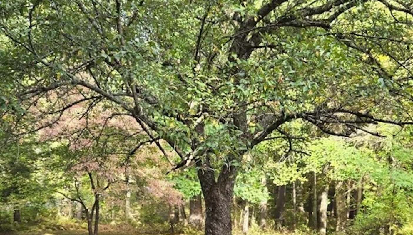 One Redditor from New England shared how they used a tarp to help get rid of Japanese stiltweed in their yard.