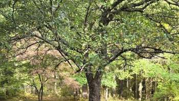 One Redditor from New England shared how they used a tarp to help get rid of Japanese stiltweed in their yard.