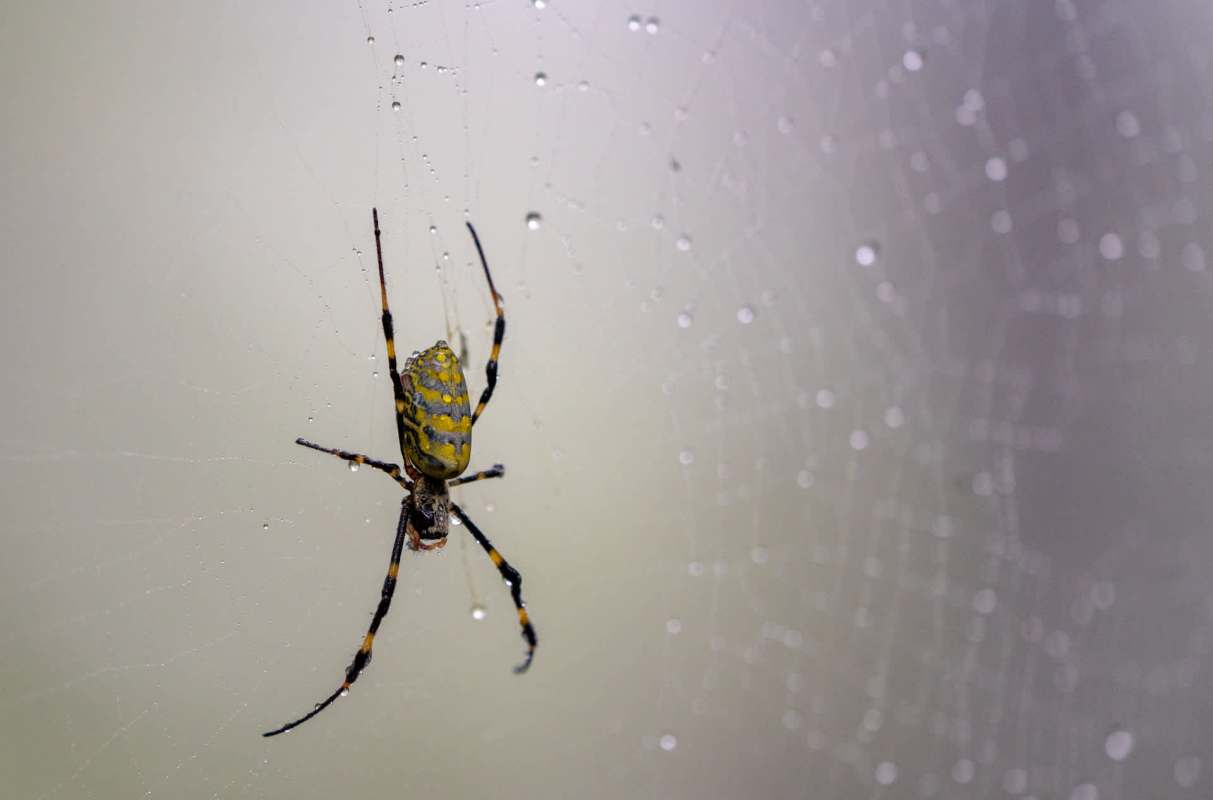 There is a severe Joro spider infestation in Upstate South Carolina, and its harming native species.