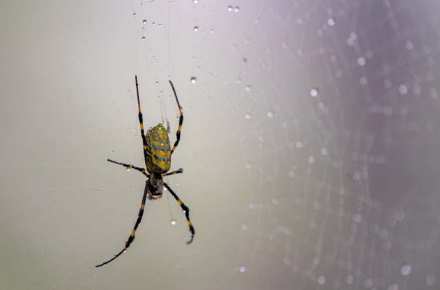 There is a severe Joro spider infestation in Upstate South Carolina, and its harming native species.