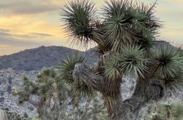 A park-goer's photo of what appears to be a UTV driven off-road at Joshua Tree National Park has sparked outrage online.