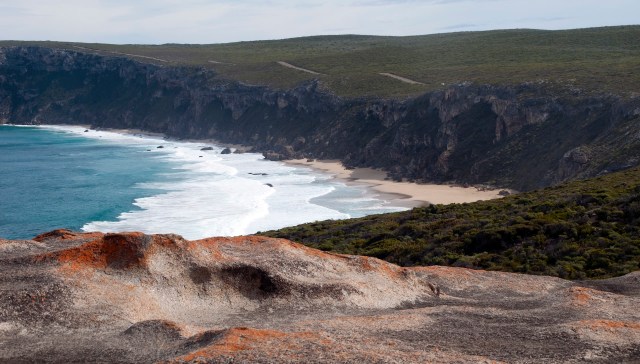 Researchers on Kangaroo Island discovered a surprising marsupial houseguest while monitoring nesting boxes for pygmy possums.