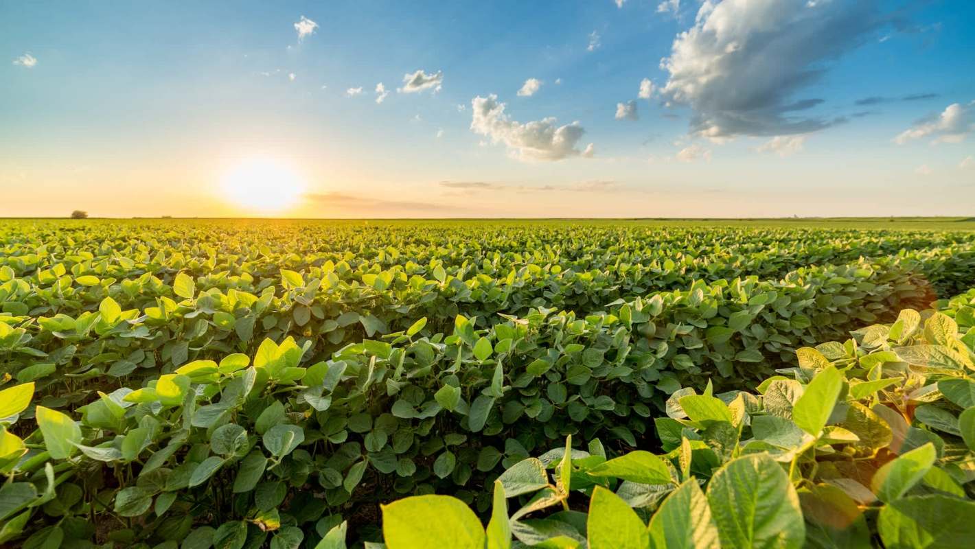 Learn how a new AI tool, Leaf Monitor, developed by researchers at UC Davis, can help farmers optimize and protect their crops.