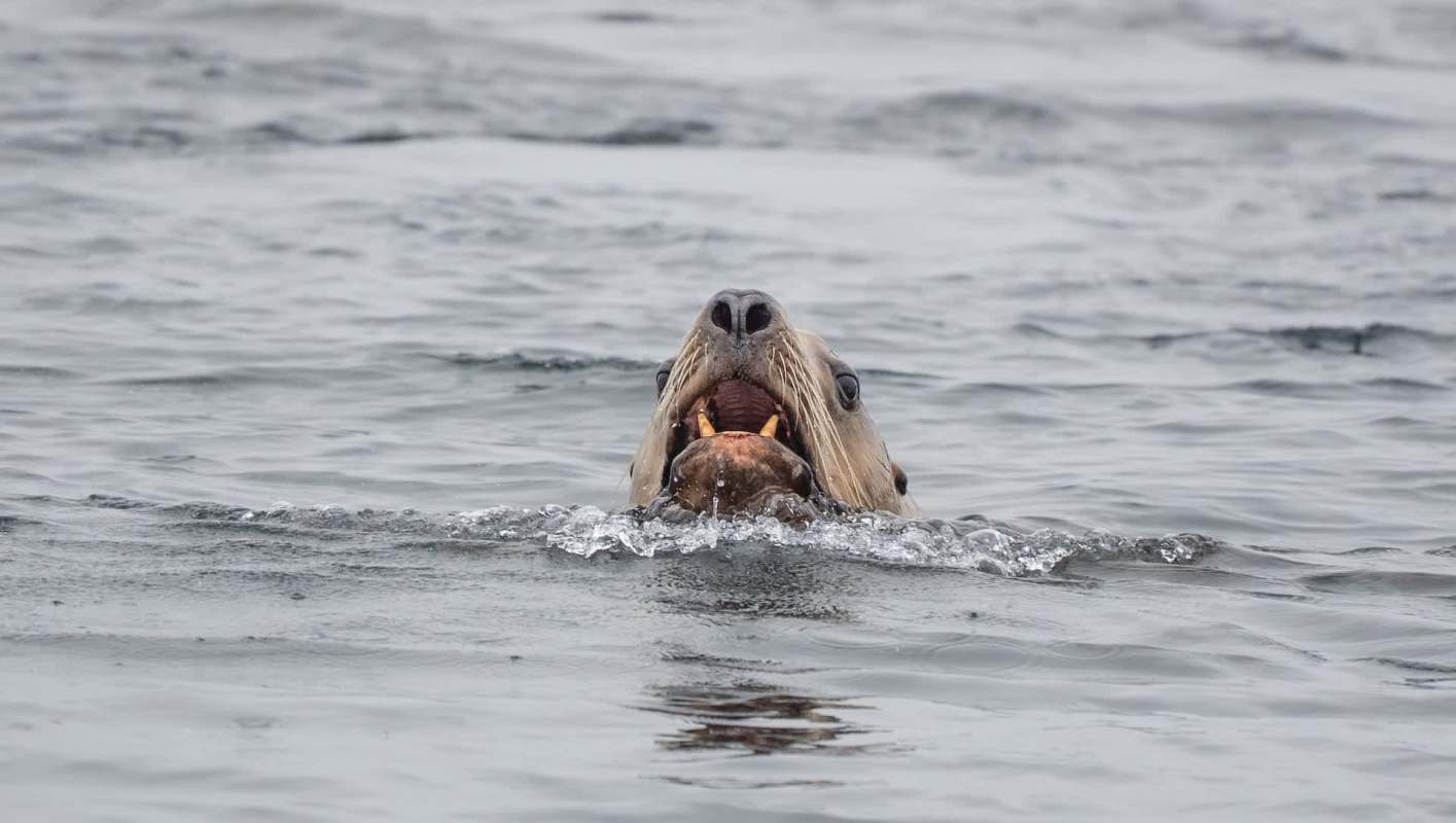 There have been nearly 400 sick or stranded sea animals reported along the Central Coast beaches of California.