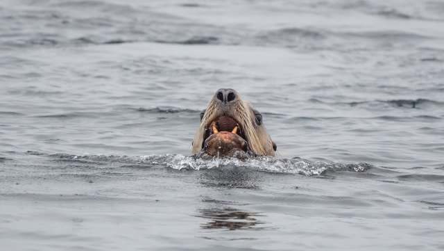 There have been nearly 400 sick or stranded sea animals reported along the Central Coast beaches of California.