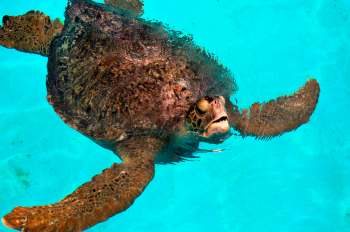 A young green sea turtle, dubbed Lucky Duck, was found on the shores of North Carolina's Outer Banks with visible shark bite wounds.