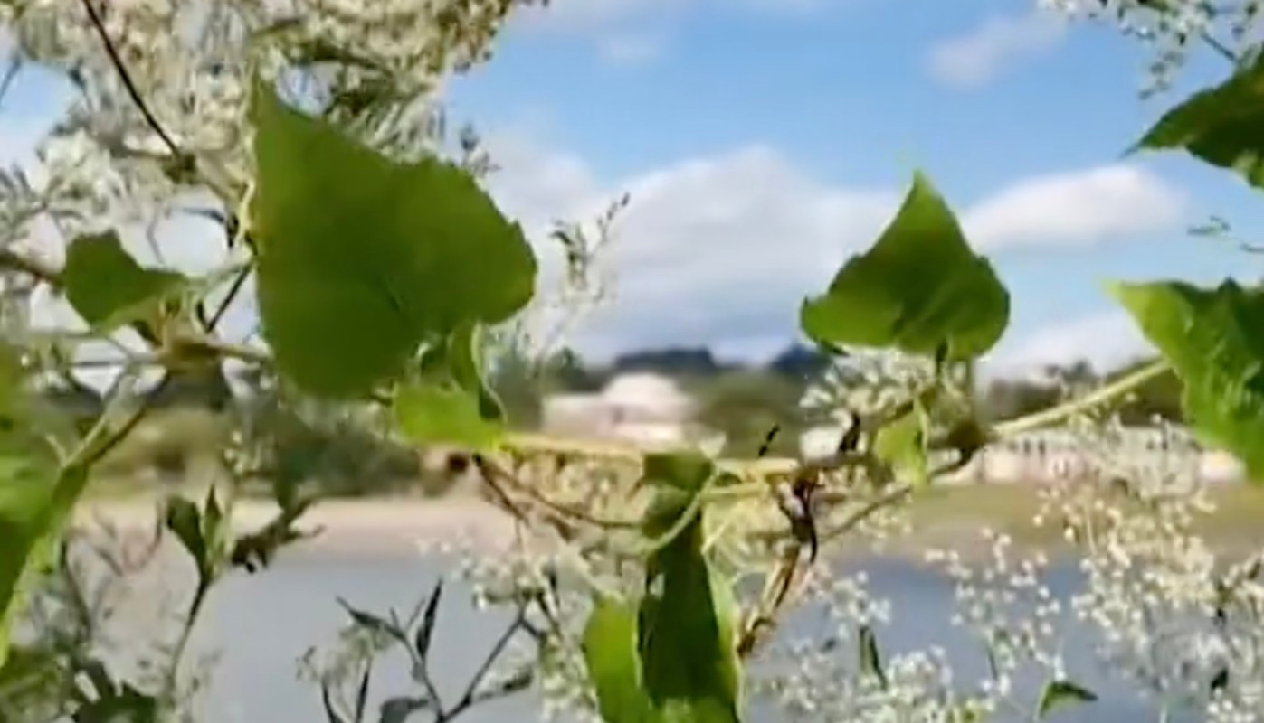 In a creative twist, the fire chief suggested bringing in goats from a nearby petting zoo.