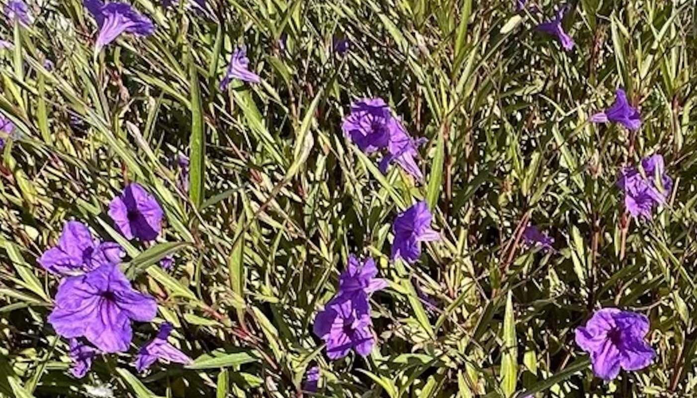 The Reddit gardening community helped a new homeowner deal with a pesky Mexican petunia plant in their yard.