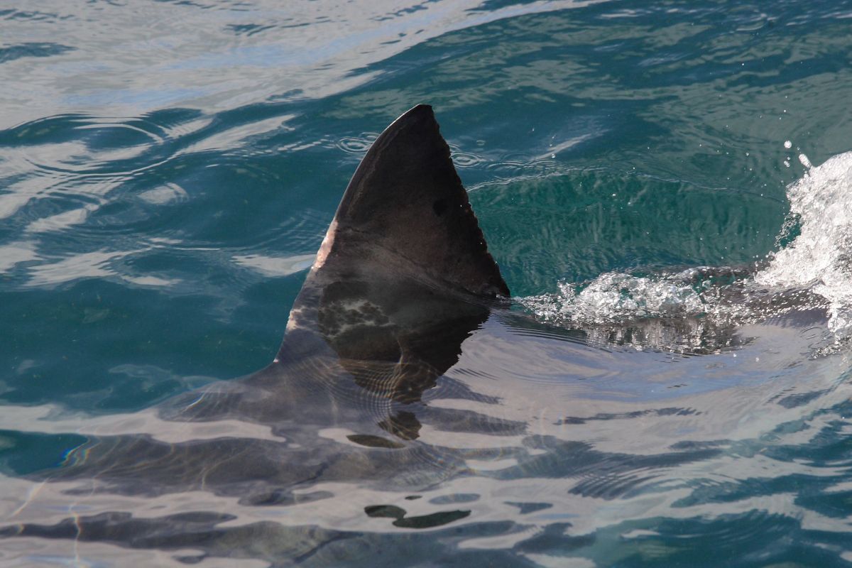 Mexico has banned fisheries from retaining a number of threatened shark species that are frequently bycatch.