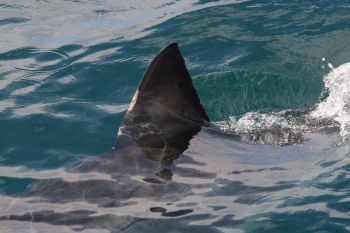 Mexico has banned fisheries from retaining a number of threatened shark species that are frequently bycatch.