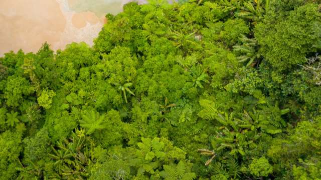 The Mindanao squirrel, a tree-dwelling species endemic to the Philippines, faces growing pressure from habitat loss.