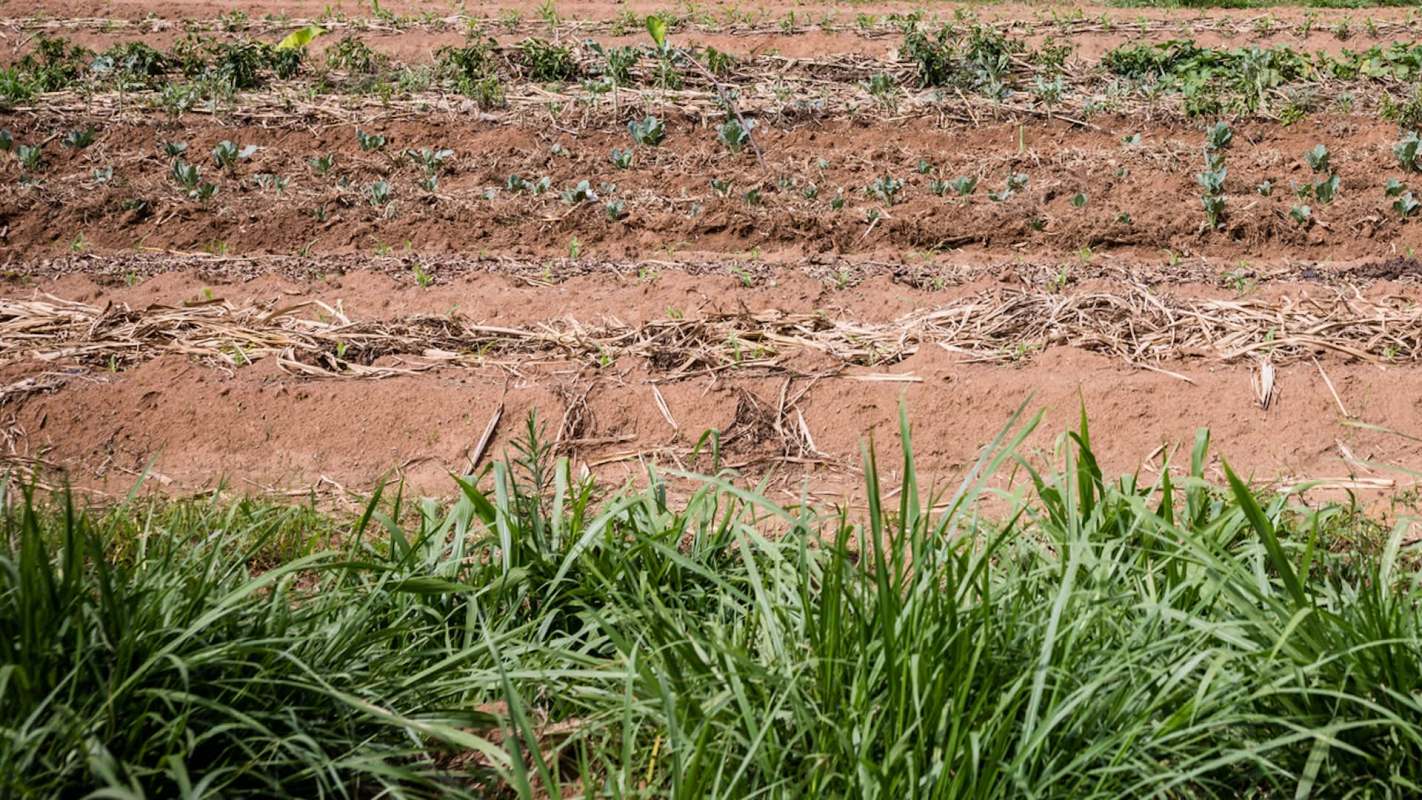 Farmers in Kenya's Murang'a County are watching crops like maize, beans, tomatoes, and avocado seedlings wither after rains that started with promise vanished almost overnight.