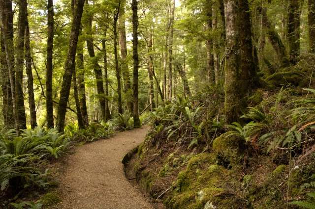 European settlers introduced many species when they arrived in New Zealand in the late 1800s. While the intent was for food, fur, farming, and companionship, these species also decimated indigenous animal populations.