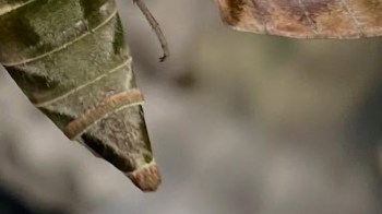 Staff at the Calf of Man Bird Observatory confirmed the rare arrival of an Oleander Hawkmoth.