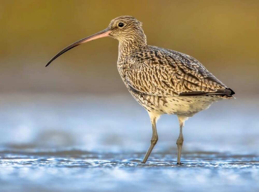 There are worrying declines in the Eurasian curlew's population, but a stunning new image will help raise awareness for this endangered species.
