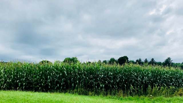 A farming method that aims to reduce certain plants' uptake of toxic chemicals is largely ineffective against PFAS.