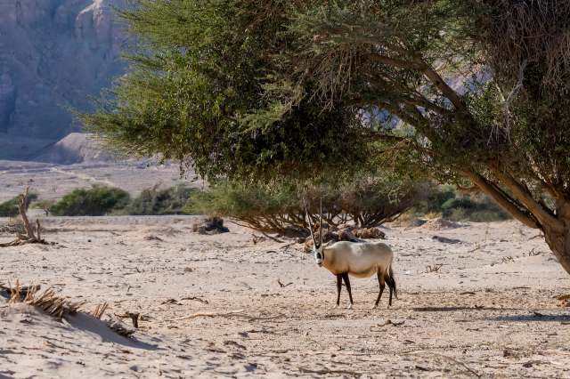Saudi Arabia's King Salman bin Abdulaziz Royal Reserve has improved air quality thanks to a massive land restoration effort.