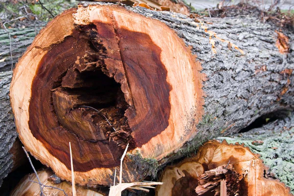 Residents are getting a greener, cleaner community as crews remove more than 230 invasive Siberian Elm trees from Oliver Community Park.