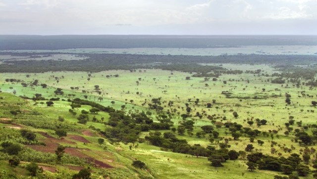 The Queen Elizabeth National Park in Uganda is facing a major threat to its natural ecology — an invasive plant species called sickle bush.