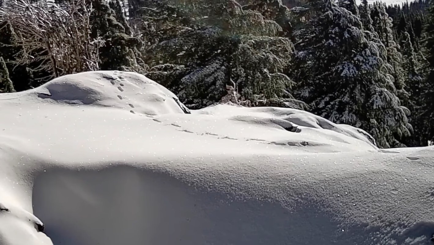 A dedicated wildlife photographer in California has just captured trail cam footage of an incredibly rare subspecies of fox: the Sierra Nevada red fox.