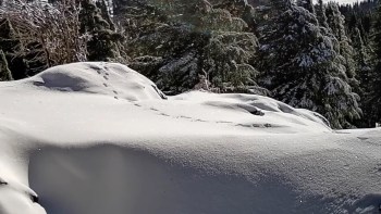 A dedicated wildlife photographer in California has just captured trail cam footage of an incredibly rare subspecies of fox: the Sierra Nevada red fox.