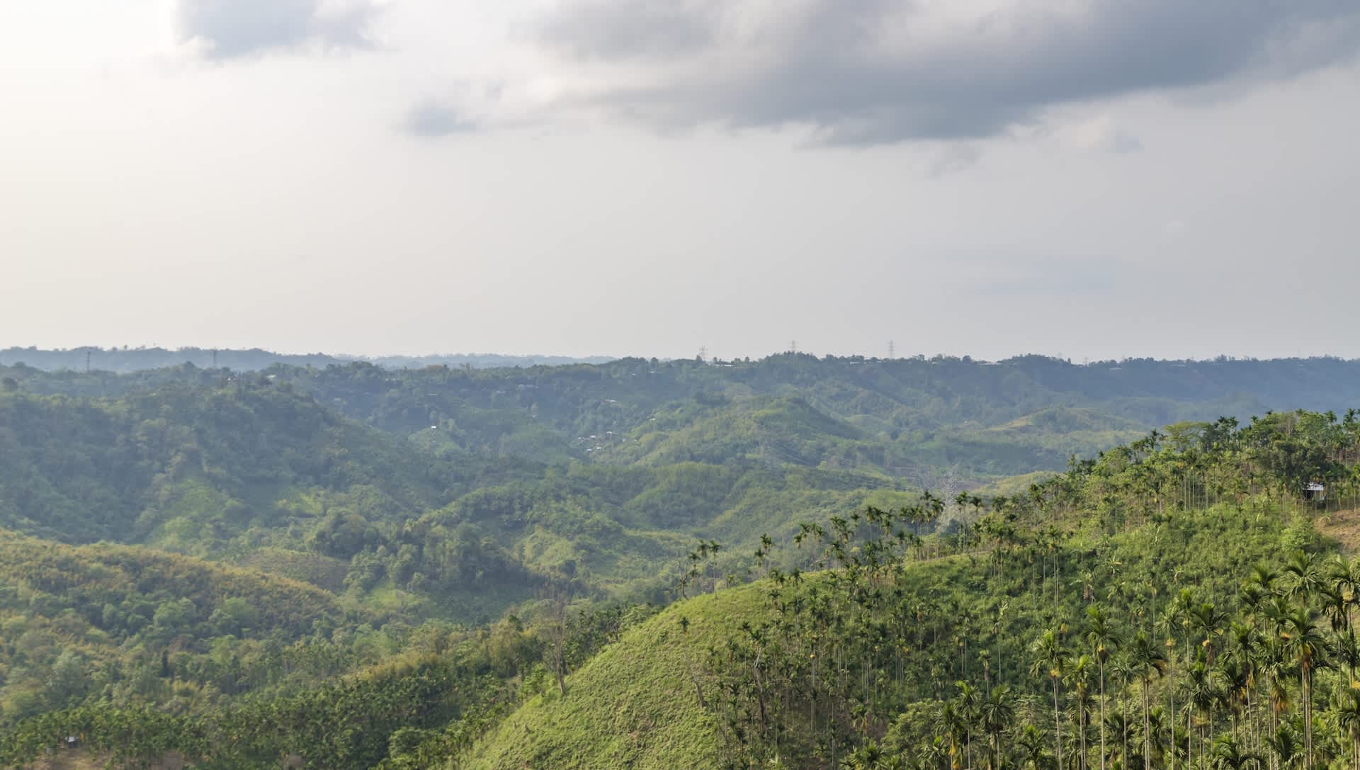 Scientists stunned after rediscovering species that vanished for almost 100 years: 'First confirmed record'