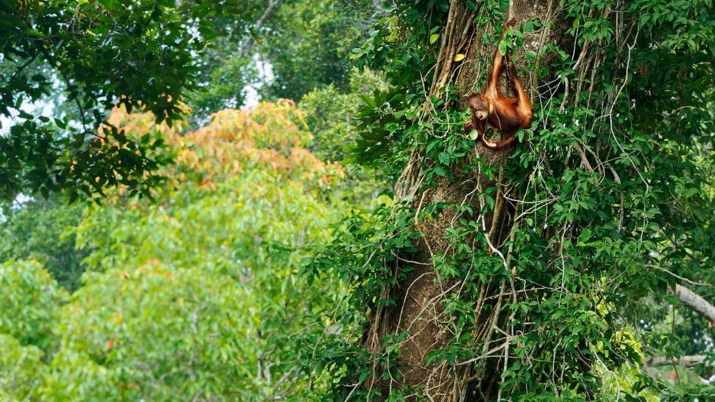 The discovery was even more striking than anticipated, though. The animals were identified as Tapanuli orangutans.  