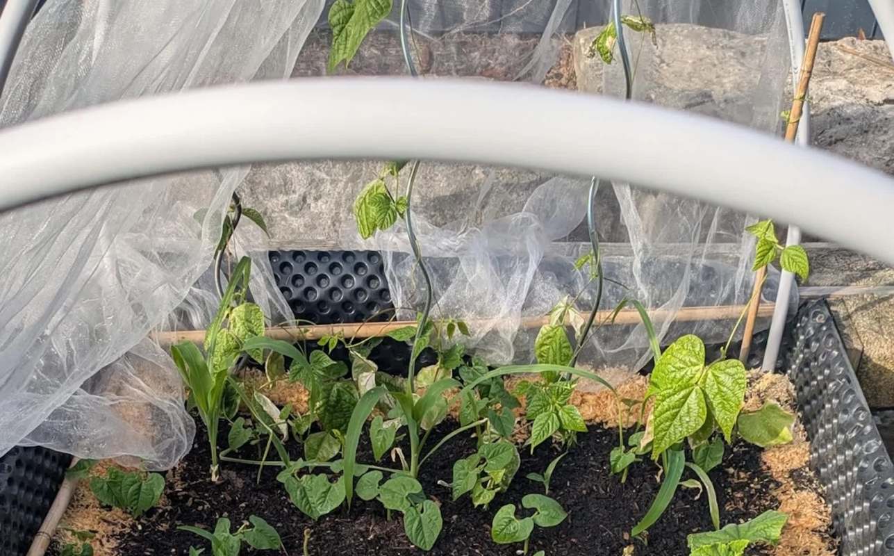 This home gardener tested the Three Sisters' method, a time-honored planting strategy that involves planting corn, beans, and squash together.