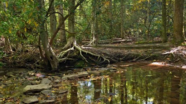 North Carolina's second-wealthiest person, Epic Games' Tim Sweeney, is purchasing land for conservation.