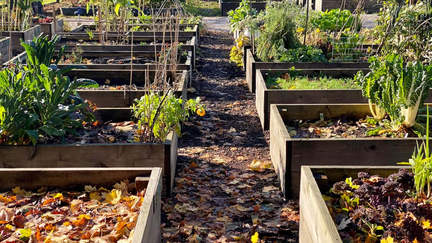 Students at the University of Georgia's community garden, UGArden, are responding to weather patterns that disrupt harvest timing in Athens.