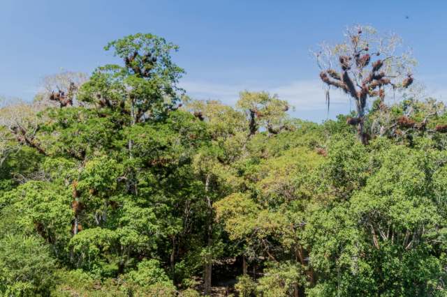 New research has discovered Uaxactun, a rainforest in Guatemala, is brimming with wildlife, despite low-level hunting and logging happening in the region.