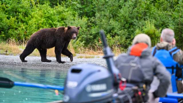 The black bear population in Vermont, the 6th smallest state, is on the rise, growing to somewhere between 6,800 and 8,000 in 2024.