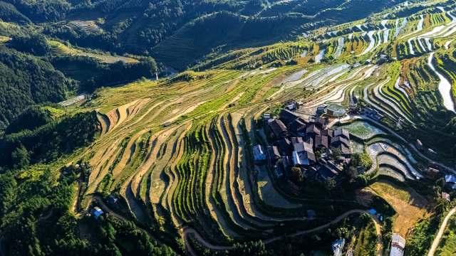 The White-eared Night-Heron is considered by HeronConservation to be the "world's most endangered heron."