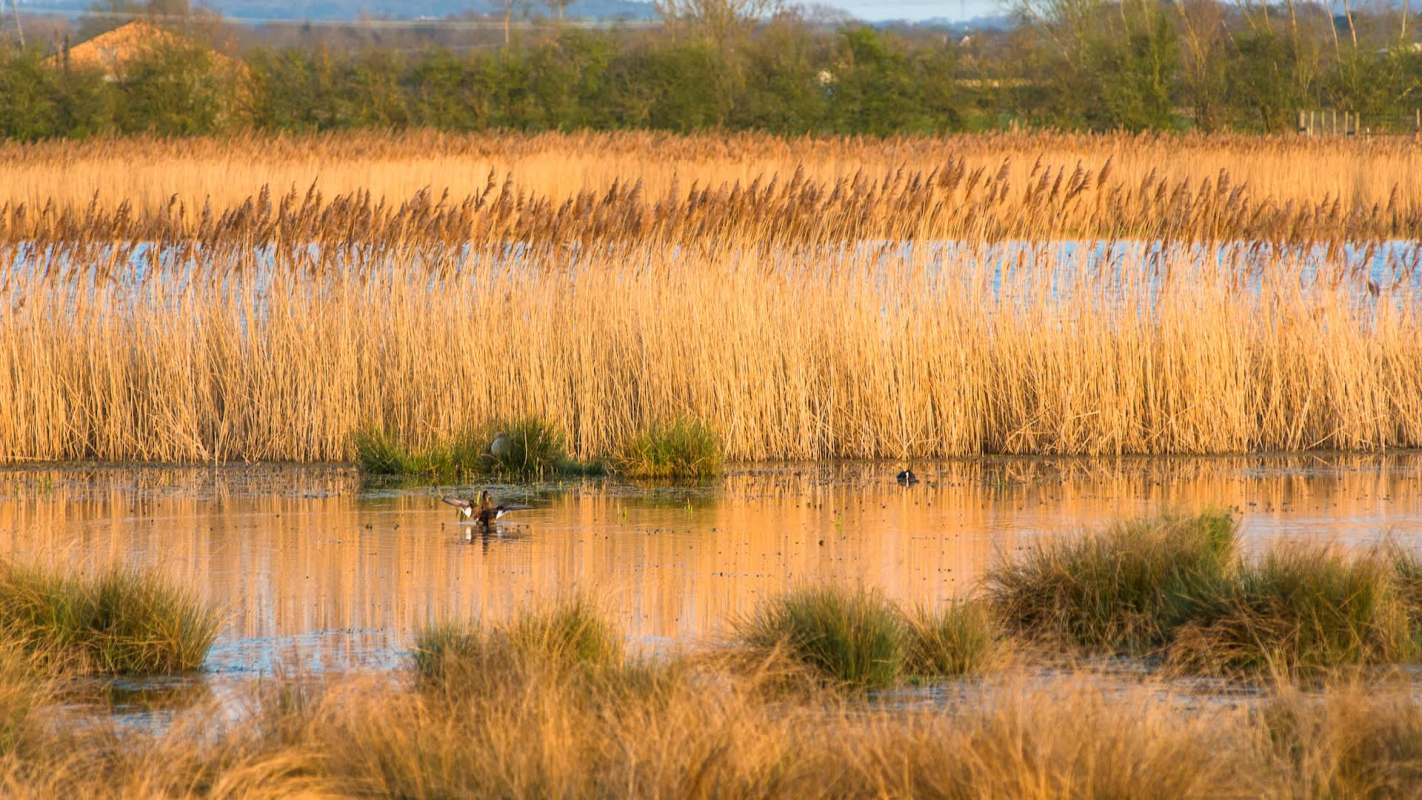 The National Trust's Wicken Fen in Cambridgeshire, England, reached the incredible total when the six-belted clearwing, a unique kind of moth that imitates a wasp, was spotted.