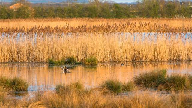 The National Trust's Wicken Fen in Cambridgeshire, England, reached the incredible total when the six-belted clearwing, a unique kind of moth that imitates a wasp, was spotted.