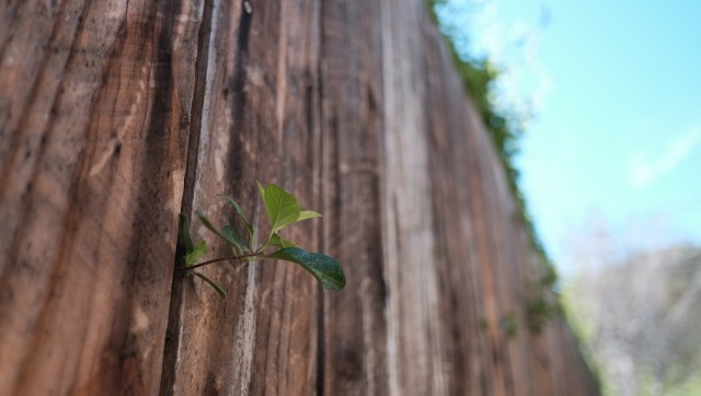 One TikTok user shared their nightmare neighbor encounter, revealing how the person was chopping down a tree on their property.