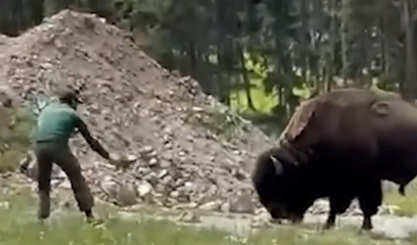 A video showed a visitor provoking a wild Yellowstone bison, causing outrage among onlookers and numerous comments of disapproval.