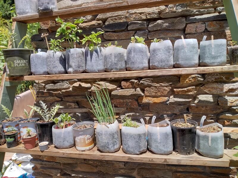 One Reddit user shared how they repurposed their plastic milk jugs to create a thriving garden.
