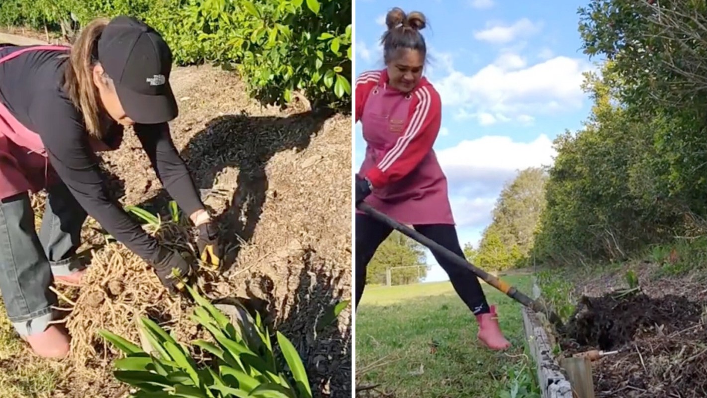 Agapanthus, otherwise known as the African lily, originated in South Africa, but it has become a common, rampant invasive species in many regions.