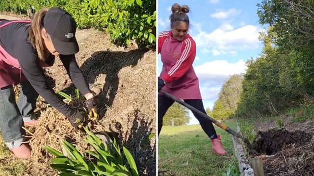 Agapanthus, otherwise known as the African lily, originated in South Africa, but it has become a common, rampant invasive species in many regions.