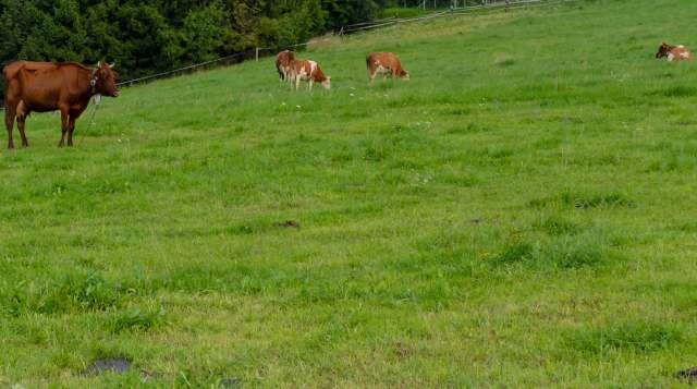Agrivoltaics is the shared use of land for both farming and solar energy generation.