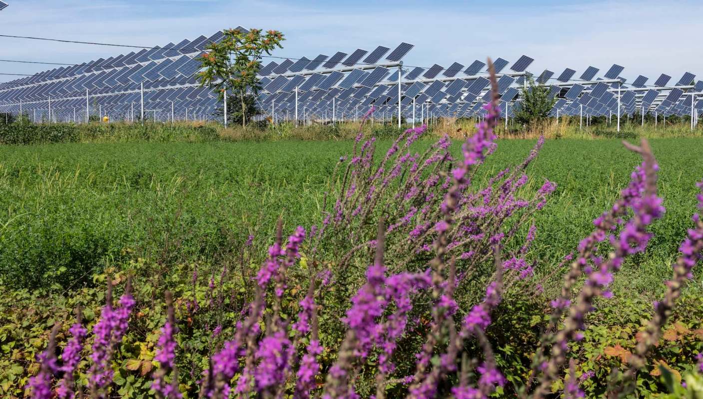 Agrivoltaics could be the future of sustainable farming, as it's a win-win for both food production and clean energy.
