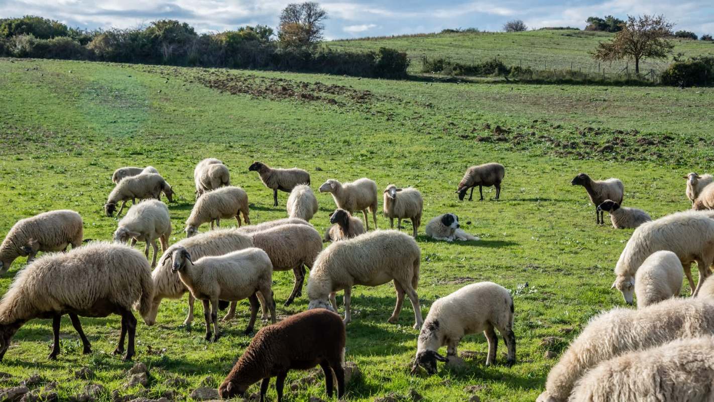 One farm in Italy using agrivoltaics is showing how solar panels and sheep can work together in a win-win situation.