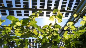 Farmers and solar companies in the Midwest are collaborating on agrivoltaics projects to conserve resources and reduce energy consumption.