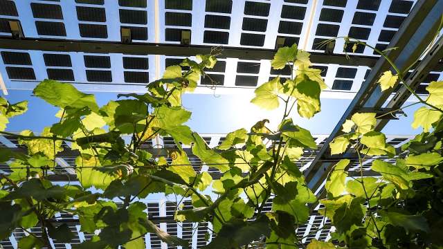 Farmers and solar companies in the Midwest are collaborating on agrivoltaics projects to conserve resources and reduce energy consumption.