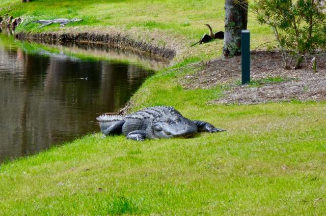 Professional golfer Vince Whaley found himself facing off against an alligator during the Sanderson Farms Championship.