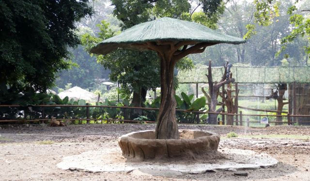 The last wild Spix's macaw was seen in the year 2000. The American Bird Conservancy says that in 2019, the species was officially deemed extinct.